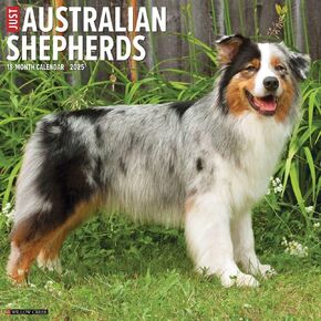 Willow Creek Press ، Just Australian Sypherds 2025 Calendar