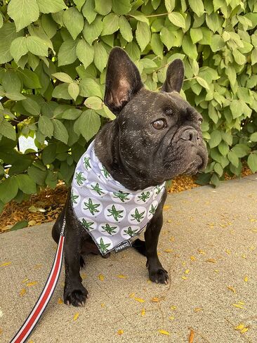 Ohio State | OSU Buckeye Leaf Cooling Bandana Large in Saudi Arabia