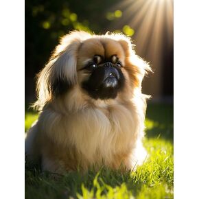 DIY 5D Diamond Art Painting Kits ، Pekingese Diamond Art للبالغين ، فن الماس للحيوان للبالغين ، رسم مستدير للفنون من الفنون والحرف اليدوية للديكور المنزلي والاسترخاء 12x16 بوصة