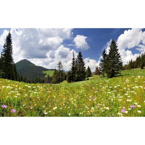 Mountains Spruces Aquarium Background Sunset Wildflowers Meadow Fish Tank Background Fantastic Blue Sky Mountains Natural Landscape Terrarium Background Lush Pine Trees Aquarium Backdrop 24x12in