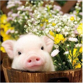 Topflier Round Full Drill 5d Pig Pig Daisy Diassy Painting Kits ، Diy Paint with Diamonds Art Farm Flower Animal Crystal Rhinestone Cross Stitch for Home Office Wall Crafts Decorations 12 × 12 Inch