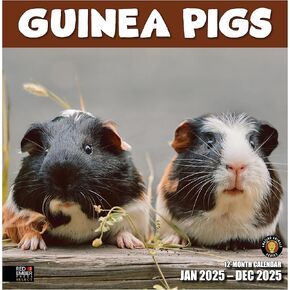 RED EMBER Select - Guinea Pigs 2025 Wall Calendar 12 Month | 12" x 24" Open | Thick & Sturdy Paper | Giftable | Calendar 2025