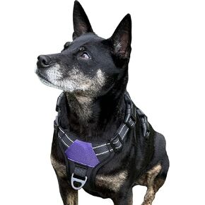 North Star Dog Harness ™ - مريحة وقابلة للتعديل بالكامل ، مصممة لتقليل السحب ، والمقاومة للهروب ، ودائم ، يربط بسهولة وأمان. (أرجواني ، كبير)