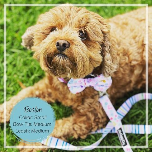 | الكلب Bowtie - انزلق على الياقات | أحجام لجميع الكلاب كبيرة وصغيرة | عامل الكلب الخاص بك لذيل يهز الراحة والأناقة (ختم التمويه ، صغير) in Kuwait