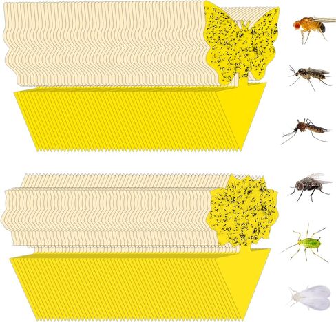 36 Pack Fruit Fly Trap for Indoors, Fungus Gnat Killer Indoor Sticky Traps for Mosquito, Bug Insect Catcher Killer for Houseplant in Kuwait