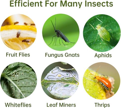 36 Pack Fruit Fly Trap for Indoors, Fungus Gnat Killer Indoor Sticky Traps for Mosquito, Bug Insect Catcher Killer for Houseplant in Kuwait