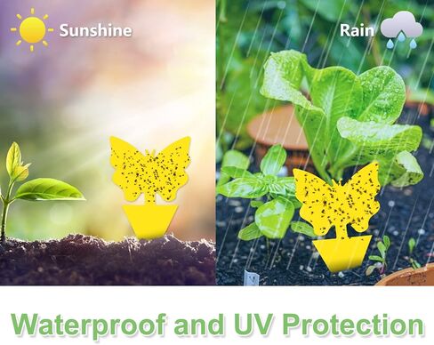36 Pack Fruit Fly Trap for Indoors, Fungus Gnat Killer Indoor Sticky Traps for Mosquito, Bug Insect Catcher Killer for Houseplant in Kuwait