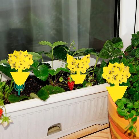 36 Pack Fruit Fly Trap for Indoors, Fungus Gnat Killer Indoor Sticky Traps for Mosquito, Bug Insect Catcher Killer for Houseplant in Kuwait