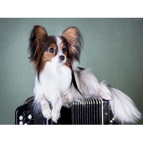 مجموعات الطلاء DIY Diamond للبالغين ، Papillon Dog 5D كامل الجولة الحفر الماس أكياس الطبقات التطريز ديكور المنزل