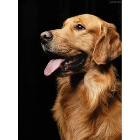 DIY 5D Diamond Painting by Number Kits للكبار الكلاب Golden Retriever Round Diamond Art Full Drill Beads Embroidery Cross Stitch for Wall Decoration 12x16 Inch