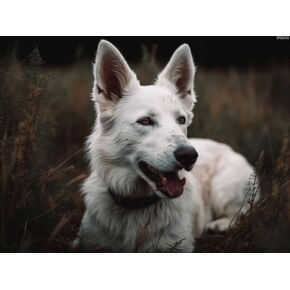 Ipissoi DIY Diamond of Paints Kits White Shepherd Clow Round Round Diamond Diamond Cross Schitch Mosaic Crystal Rhinestone Arts and Crafts Gem Gem Work for Home Wall Decor