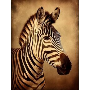 Diamond Art Painting Zebra Vintage Retro Vintage Vintage Nature Wildlife. طقم حيوانات مستوحى من الكبار للبالغين اللوحة الفنية من قبل أرقام الأرقام الجوهرية جدار جدار المنزل ديكور (قماش 11.8 x15.8 بوصة)
