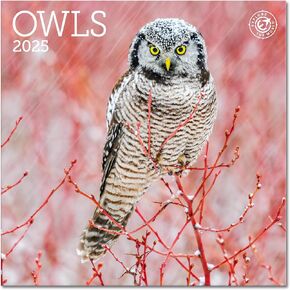 Owls Mini Wall Calendar 2025, 7" x 7"
