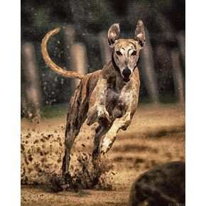 Zuvrdiai رقم الطلاء مجموعات Greyhound Pet Dog Animal Paint by Number Kit على قماش للمبتدئين 40x50cm