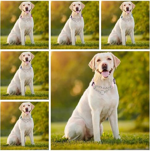 Martingale Dog Collar with Stainless Steel Chain - Cute Daisy Design Patterns Pet Collar for Large, Medium Dogs (Light Blue, Large) in Saudi Arabia