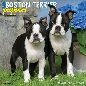 Willow Creek Press Calendars, Just Boston Terrier Puppies 2025 Wall Calendar