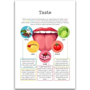 Hasidu Taste - Longues - Pitter Sweet Sweet Sour - ملصق الفصول الدراسية - 12 × 18 بوصة - للوحة الإعلانات - ديكور الفصول الدراسية - المطبوعات التعليمية - المعلمين المعلمين في الولايات المتحدة الأمريكية - HDP0141