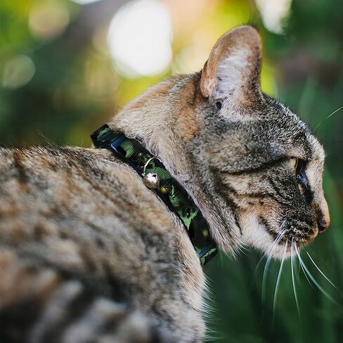Buckle-Down Breakaway Cat Collar - Oogie Boogie 4-Poses Black/Yellow/Green - 1/2" Wide - Fits 8-12" Neck - Medium in Kuwait