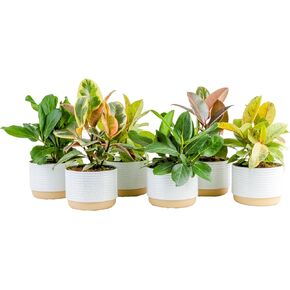 Costa Farms Ficus Live Plants (حزمة من 6) ، سهلة النمو من أشكال المنازل الداخلية الحية ، مجموعة اختيار المزارع ، محفوظة بوعاء في أواني مصنع الديكور ، التربة الوطنية ، هدية المنزل ، المنزل والمنزل والغرفة