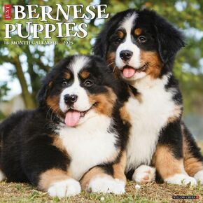 Willow Creek Press ، Just Bernese Mountain Pubies 2025 التقويم الجدار