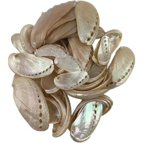 Heyiwell 4OZ White Pearl Donkey Ear Abalone Shells for DIY Crafts, Arts and Home Decor Apprx 45 PC Shells 1"~ 3" Inch