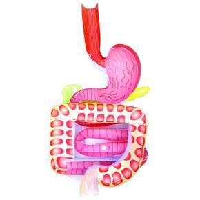 NewPath Learning Digestive System 3-D Model Making Kit, Set/5 Full-Color, Paper Model Templates & Teacher Guide (24-7771)