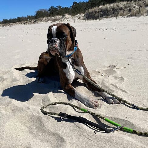 Heavy Duty Dog Leash - Dog Training Leash for Dog - Shock Absorbing Bungee Dog Leashes - Chew Proof Dog Leash - Extreme Durability Safety Hands Free Dog Leash for Medium and Large Dogs FT 44~132 lbs in Saudi Arabia