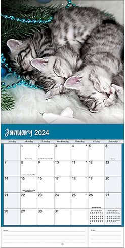 Turner Photographic Curious Kittens Photo Mini Wall Calendar (24998950004) in Saudi Arabia