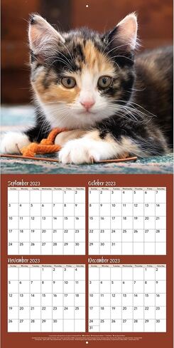 Turner Photographic Curious Kittens Photo Mini Wall Calendar (24998950004) in Saudi Arabia