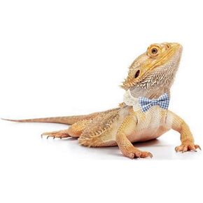 Lizard Clothes Bearded Dragons Blue White Plaid Bowtie with Elastic Lace Decor Handmade Stretchy Bowknot Collar Outfit Reptile Apparel Accessories Photo Gift Lizard Clothes for Leopard Reptile Gecko