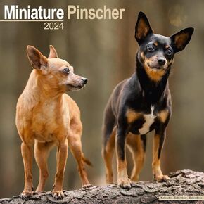 Miniature Pinscher Calendar - Dog Breed Calendars - 2023 - 2024 wall calendars - 16 Month by Avonside