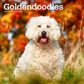 Browntrout ، Goldendoodles 2025 تقويم الحائط