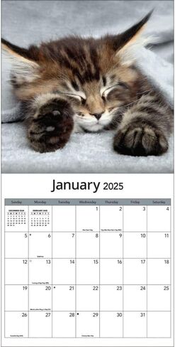 TURNER PHOTOGRAPHIC Cats 12x12 Photo Wall Calendar (25998940012) in Saudi Arabia