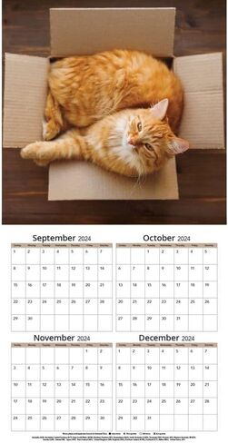TURNER PHOTOGRAPHIC Cats 12x12 Photo Wall Calendar (25998940012) in Saudi Arabia