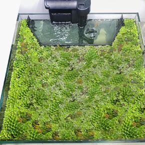 Floating Plant Corral for Aquarium, Fish Tank Accessories to Protects Duckweed from Filters, Automatically Adjusts Height According to Water Level, Suitable for All Duckweed and all aquariums(Style 2)