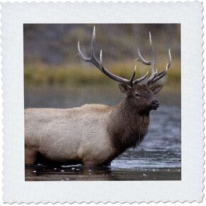 3Drose QS_97565_4 Bull Elk Crossing River ، Yellowstone NP ، Wyoming-US51 RNU0026-Rolf Nussbaumer-Quilt Square ، 12 × 12 بوصة
