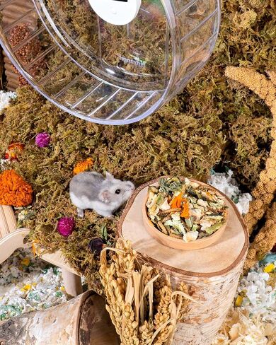 Niteangel Hamster Food & Treats Toy - Small Animal Natural Food for Syrian Golden Hamsters or Other Small-Sized Pets in Kuwait