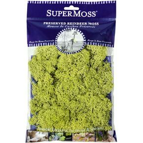 تم الحفاظ على Supermoss Rindeer طحالب زخرفية طويلة الأمد للنباتات المحفوظة بوعاء ديكور الأزهار والمزارعين الداخليين ، Apple