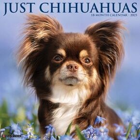 Willow Creek Press ، Chihuahuas فقط 2025 تقويم الحائط
