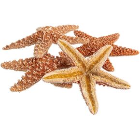 Nautical Crush Trading Real Starfish - 5 Large Brown Sugar Starfish (4-5in) - Starfish for Crafts - Star Fish Shells Decorations - Starfish Decor - Sea Star - Starfish Decorations - Starfish Shells
