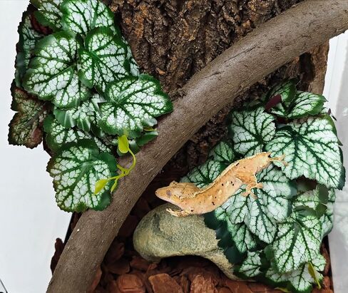 Woyrise Reptile Plants, Terrarium Hanging Plant Vines, Artificial Leaves with Suction Cup, Bearded Dragon Tank Accessories for Gecko Lizard Snake Frog Tortoise Decorations - Codiaeum Variegatum in Saudi Arabia