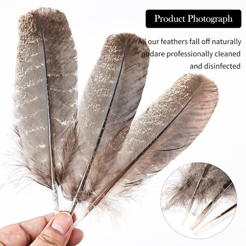 Daieeparty 12pcs Natural Color Wild Turkey Tails Feathers 10-12inch for DIY Crafts Home Wedding Party Halloween Costume Hat Decoration in Kuwait