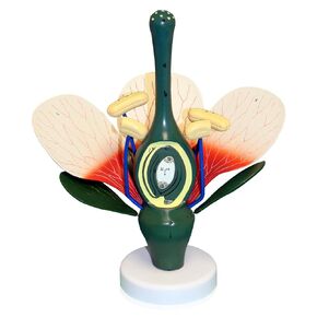 Parco Scientific PB00059 Dicot Flower Model | 8x موسع | يمكن تفكيكها | هياكل مهمة مرقمة | مثبت على موقف | W Key Card