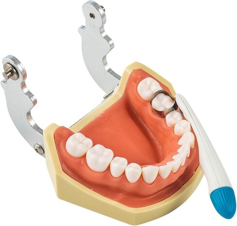 50PCS Dental Matrix Bands by HARMONYDENT,Matrix Profect for Teeth Restoration,Adjustable System, Yellow,4.5mm Standard for Premolars and Over 12 years old teeth in Kuwait