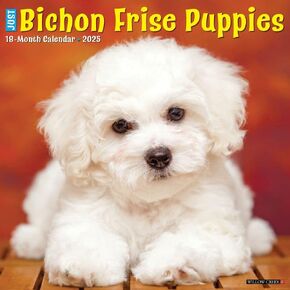Willow Creek Press ، Just Bichon Frises Puppies 2025 Calendar