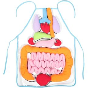 المئزر ثلاثي الأبعاد العضو ، ANATOMY APRON أجسام الجسم البشرية توعية الأداة التعليمية للأداة التعليمية للمساعدات التدريسية لمرحلة ما قبل المدرسة ، شفافة