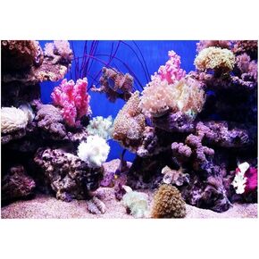 GLOGLOW Aquarium Background Sticker, 3D Effect Coral Seaworld Landscape Image PVC Sticker Singel Sided Adhesive Wallpaper Background Poster Aquarium Wall Decorations(61x41cm) Backgrounds