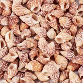 kissitty 100pcs قذائف البحر الصغيرة البحرية الصوفية المحيط الطبيعية للحرف اليدوية ديكور ديكورز صدف شاطئية لصيف مزهرية الحفلات الحزب أسماك الزفاف ديكور الزفاف الحلي