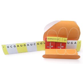 NewPath Learning Translation & Protein Synthesis 3-D Model Making Kit, Set/5 Full-Color, Paper Model Templates & Teacher Guide (24-7734)