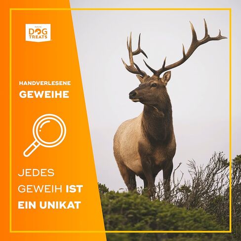 GIGIL Treat You Pet Like a King - 100% Natural Deer Split Antlers for Medium Dogs - Premium Elk Antlers - Long Lasting Dog Chew Toy - Naturally Shed and Organic Antlers for Dogs - Size M in Saudi Arabia